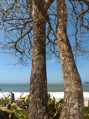 tree on the beach