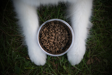 A bowl of dry dog food and dog paws on top of dog kibble