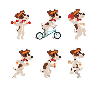 Cute Sportive Jack Russell Terrier Running, Cycling, Squat and Playing Ball Vector Set