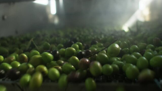 Harvested ripe olives being processed on factory belt. Process of production of extra virgin olive oil in southern spain