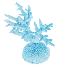 cyan fine cutout medium polyp