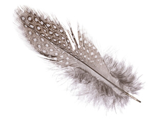 Obraz premium fluffy and spotted dark feather on white