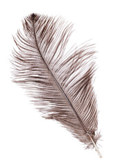 brown wide ostrich feather isolated on white