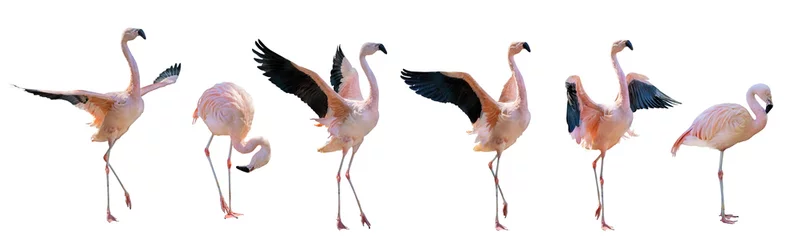 Fototapeten pink six flamingo group on white © Alexander Potapov