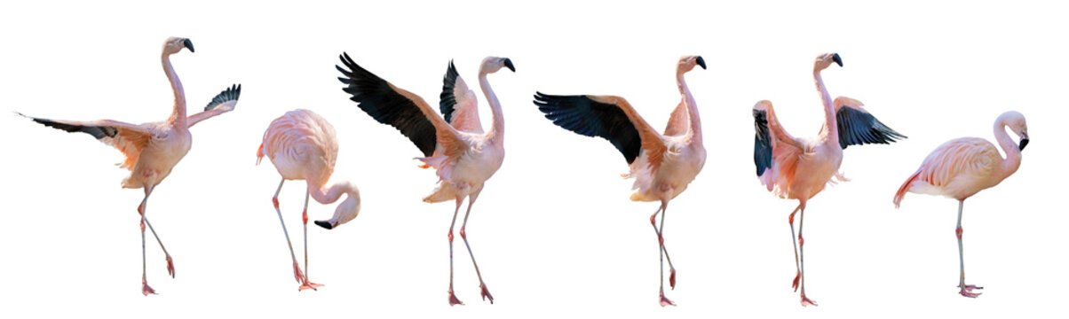 pink six flamingo group on white