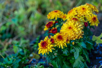lots of chrysanthemum flowers in bloom, colourful flower bed in autumn, beautiful vivid nature background in morning light, copy space