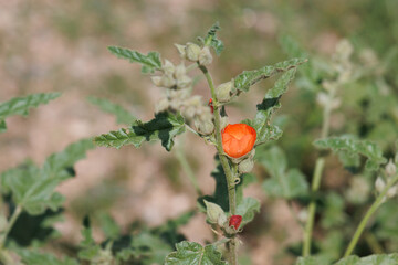 Orange flowering axillaterminal indeterminate raceme inflorescence of Sphaeralcea Angustifolia, Malvaceae, native monoclinous deciduous subshrub in the Little San Bernardino Mountains, Summer.