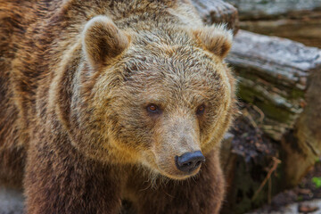 Fototapeta premium The brown bear (Ursus arctos) is a large bear species found across Eurasia and North America.