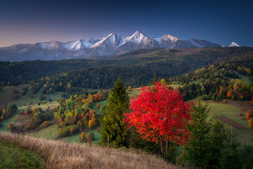 Beautiful autumn with a red tree under the Tatra Mountains at sunrise. Slovakia