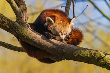 The red panda (Ailurus fulgens), also known as the lesser panda, is a small mammal native to the...