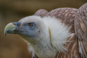 The white-backed vulture (Gyps africanus) is an Old World vulture in the family Accipitridae.