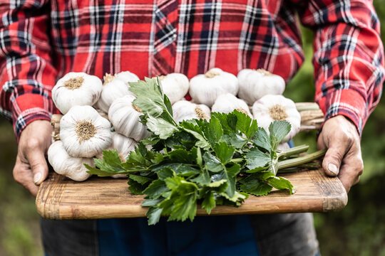 Man holding a wooden board with plenty of freshly picked and dried garlic bulbs