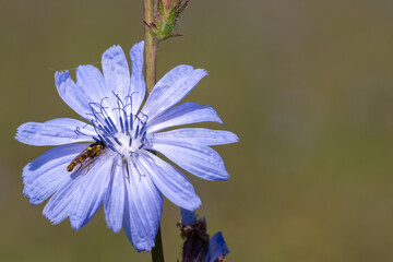 Close up of a blue chicory (cichorium intybus) flower in bloom