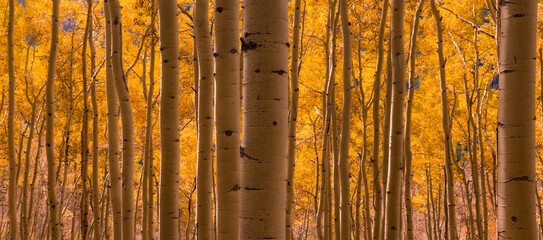 Wide shot of golden aspen trees in full autumn with yellow fall color leaves