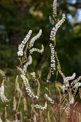 Black cohosh, or branched cimicifuga( lat. Actaea racemosa , syn. Cimicifuga racemosa ) is a perennial herbaceous plant - obrazy, fototapety, plakaty