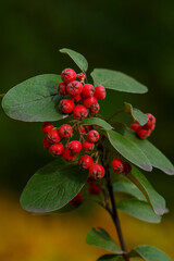  Berries of Cotoneaster tomentosus in autumn garden
