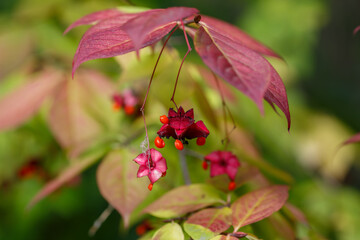 Berries of Euonymus flat-petioled ( lat. Euonymus planipes )