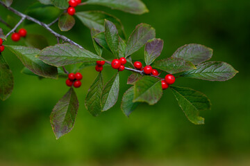 Berries of Honeysuckle real , or Common honeysuckle, or Forest honeysuckle ( lat. Lonicera xylosteum )