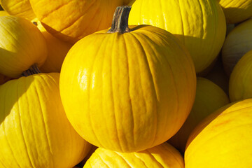 Mellow Yellow pumpkin among the same pumpkins on a sunny day