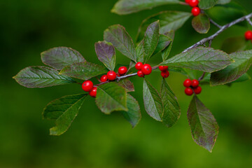 Berries of Honeysuckle real , or Common honeysuckle, or Forest honeysuckle ( lat. Lonicera xylosteum )