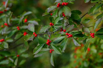 Berries of Honeysuckle real , or Common honeysuckle, or Forest honeysuckle ( lat. Lonicera...