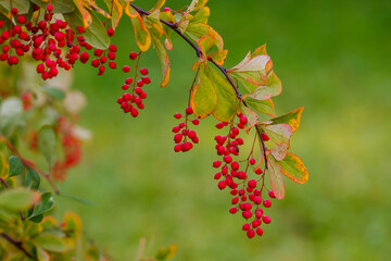 Berries of Barberry ( lat.Berberis ) in autumn season