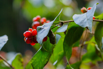 Berries of Lonicera ferdinandii, Lonicera vesicaria in autumn garden