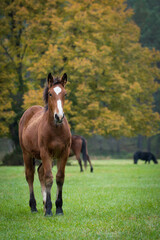 horse and foal