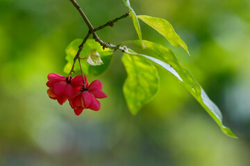 Berries of European euonymus , or Bruslina ( lat. Euonymus europaeus ) in autumn season