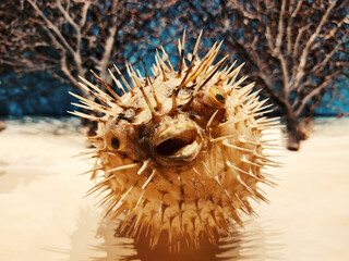 puffer fish © Sabir