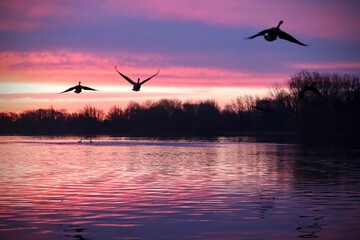 Beautiful shot of some birds flying over a lake under the pink and purple clouds