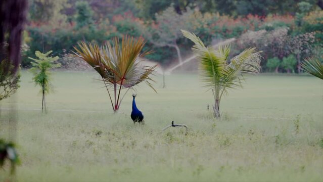pheasant in the field