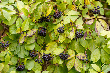 Eleutherococcus prickly, or prickly freeberry, or wild pepper, or devil's bush ( lat. Eleutherococcus senticosus)