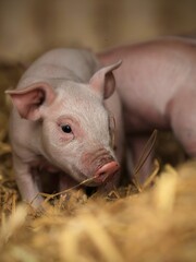 Vertical closeup shot of a piglet at a farm during the day © Donna Samuels/Wirestock Creators