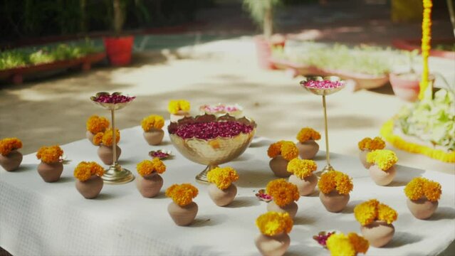 tulips in the garden