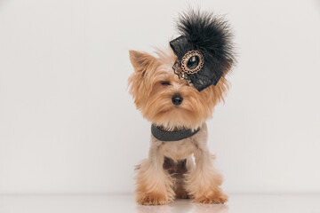 adorable yorkie dog with black accessories on head and neck closing eyes