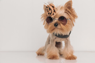 adorable yorkshire terrier dog wearing clothes and accesories