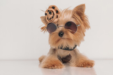 lovely little yorkshire terrier puppy with bow and sunglasses laying down