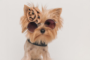 adorable little yorkie puppy with bow and sunglasses