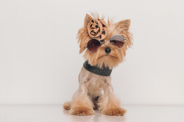 cute yorkshire terrier puppy with sunglasses and necklace posing