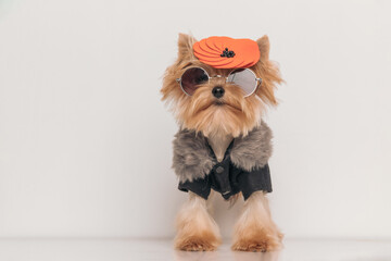 lovely yorkshire terrier dog wearing hat, sunglasses and jacket