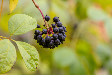 Eleutherococcus prickly, or prickly freeberry, or wild pepper, or devil's bush ( lat....