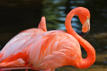Fototapeten American flamingo (Phoenicopterus ruber) is a large species of flamingo closely related to the greater flamingo and Chilean flamingo native to the Neotropics. © Daniel Meunier