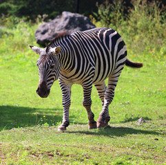 Fototapeta na wymiar Zebras are several species of African equids (horse family) united by their distinctive black and white stripes