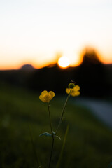 Yellow Flower with Sunset 