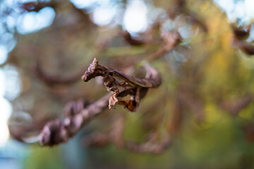 Dried leaf in autumn