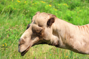 Fototapeta premium Camel is an ungulate within the genus Camelus, bearing distinctive fatty deposits known as humps on its back. There are 2 species of camels: the dromedary l has a 1 hump, and the bactrian has 2 humps