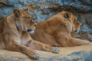 Naklejka na ściany i meble The lion (Panthera leo) is a large mammal of the Felidae (cat) family. 