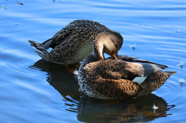 Mallard or wild duck (Anas platyrhynchos) is a dabbling duck which breeds throughout the temperate and subtropical Americas, Eurasia, and North Africa