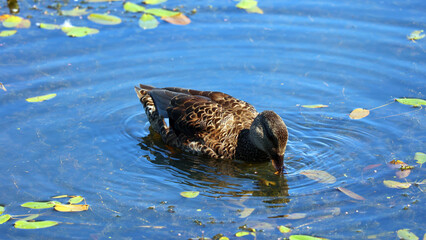 Mallard or wild duck (Anas platyrhynchos) is a dabbling duck which breeds throughout the temperate and subtropical Americas, Eurasia, and North Africa
